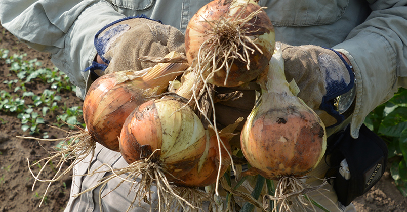 Harvesting